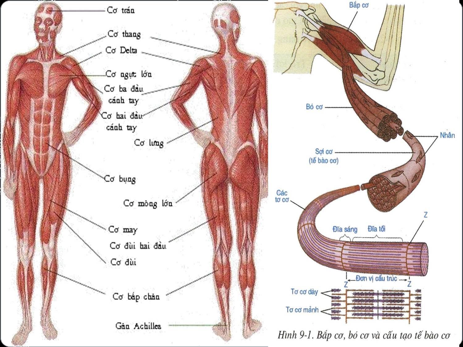 Hình 9.1 Bó cơ, Bắp cơ và cấu tạo tế bào