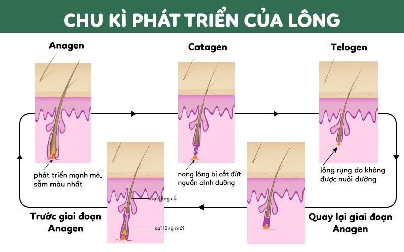 Chu trình phát triển của nang lông