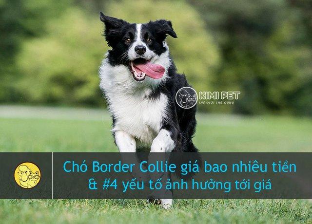 Chú chó Collie biên giới sải bước trên bãi cỏ