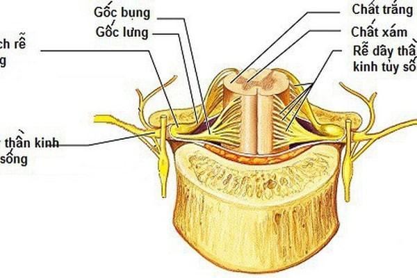 Dây thần kinh tủy sống