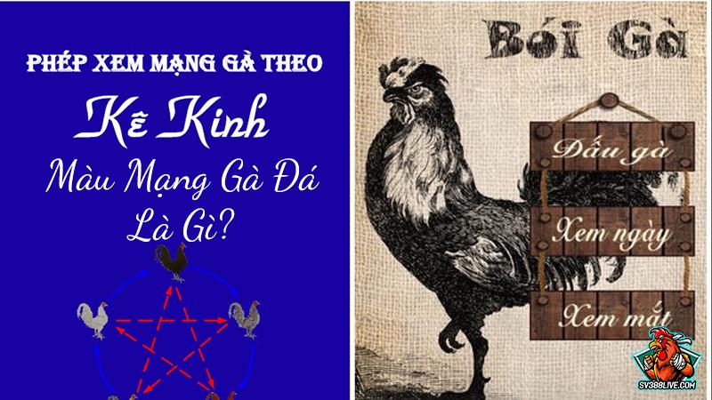 Xem màu mạng gà đá là gì?