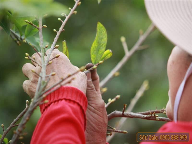 tuốt lá mai vàng