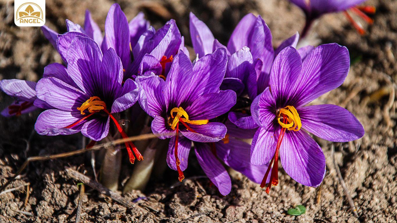 Saffron có mấy loại? Loại nào tốt nhất?