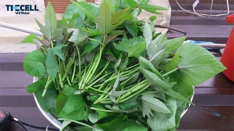 Trung bình trong 100g rau khoai lang sẽ cung cấp 22 calo