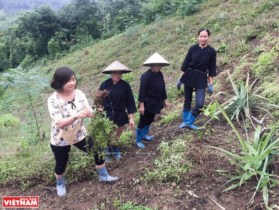 Làm thạch đen sương sáo liệu có đơn giản như lời đồn?