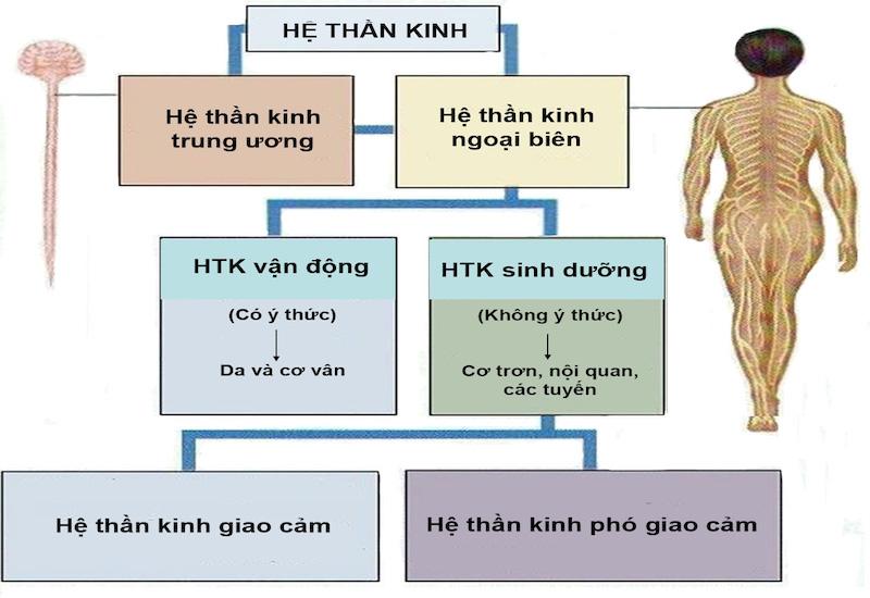 Cấu trúc của hệ thần kinh