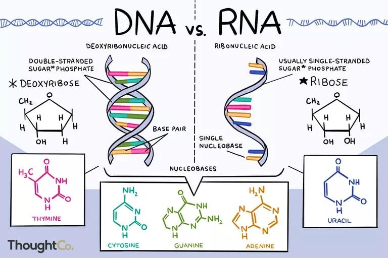 So Sánh ADN Và ARN: Giống Và Khác Nhau Ở Điểm Nào?