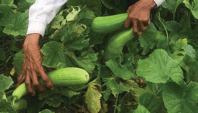 Năm nay Hà Nội không có món này của Bắc Ninh - Ảnh 1.