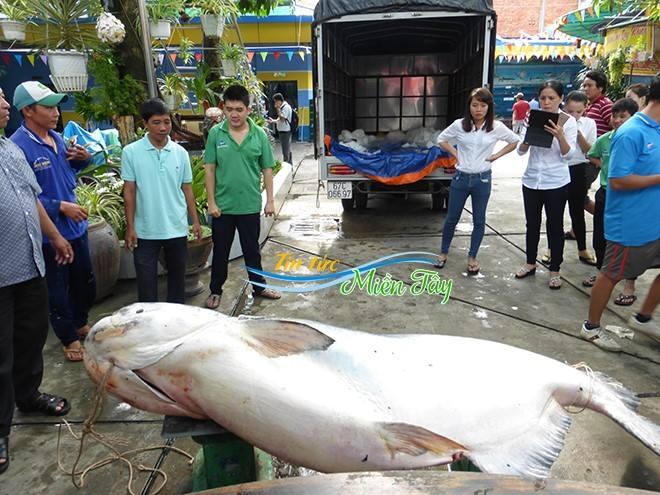 cá tra sông có kích thước rất lớn