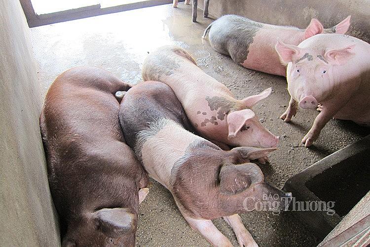 Giá heo hơi miền Bắc hôm nay 14/2/2024 cao nhất 59.000 đồng/kg