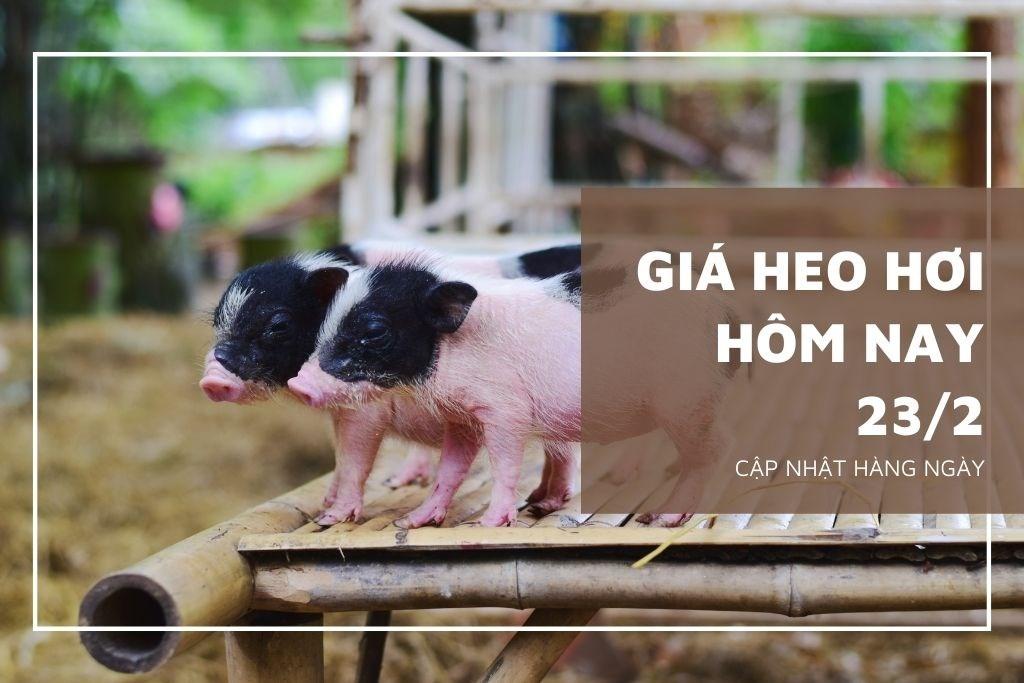 Giá heo hơi hôm nay 23/2: Tăng nhẹ 1.000 đồng/kg