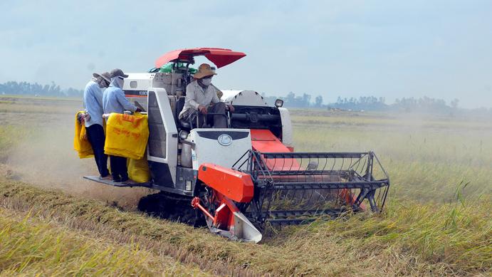 Giá lúa gạo hôm nay 3/2/2024: Giá lúa giảm, giá gạo chững