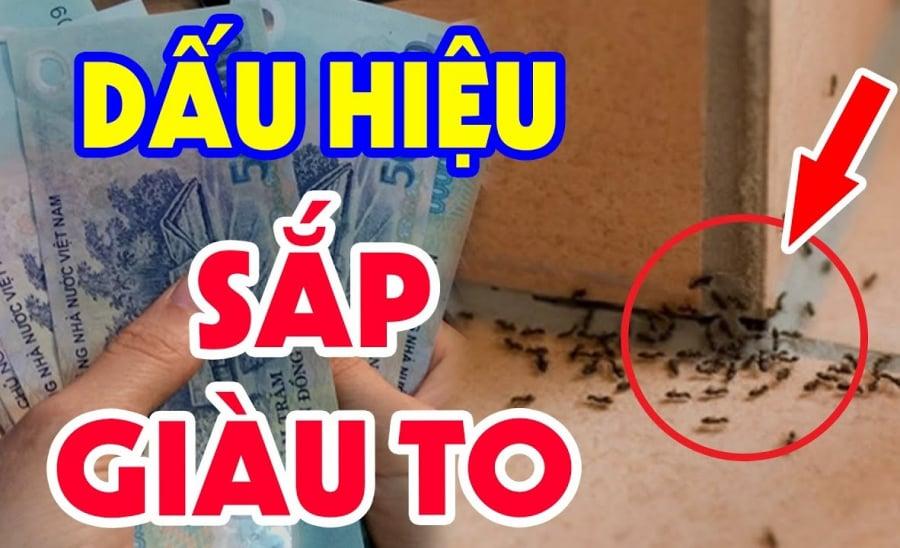 Thấy kiến bò thành đàn vào nhà là điềm báo phong thủy tốt hay xấu?