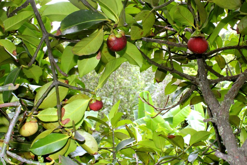 Măng cụt Bảo Lộc trên cao nguyên Di Linh