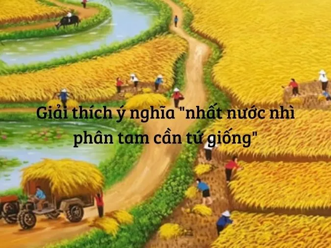 ‘Nhất nước nhì phân tam cần tứ giống’ có nghĩa là gì? 1