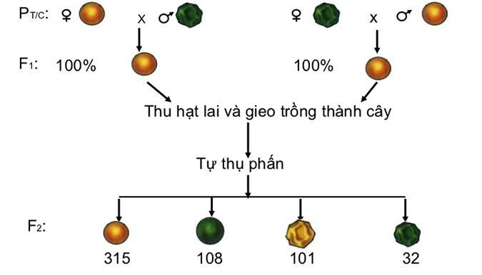 Sơ đồ thể hiện quy luật phân li độc lập