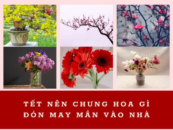 tết nên chưng hoa gì