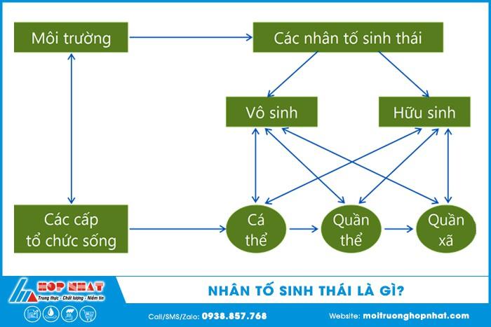 Nhân tố sinh thái là gì?