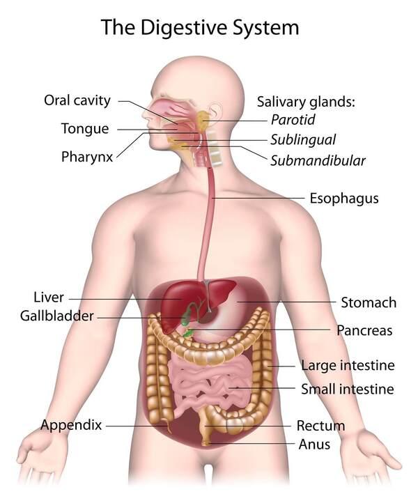 Cấu tạo của hệ tiêu hóa