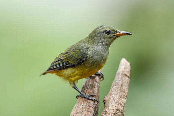 Chim sâu và những thông tin cơ bản về loài chim này