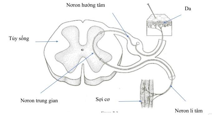 Bài 48: Hệ thần kinh sinh dưỡng