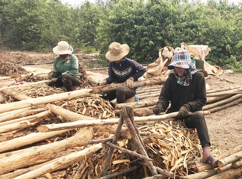 Người dân xã Hòa Phú (huyện Chư Păh) cạo vỏ bời lời. Ảnh: Nguyễn Diệp