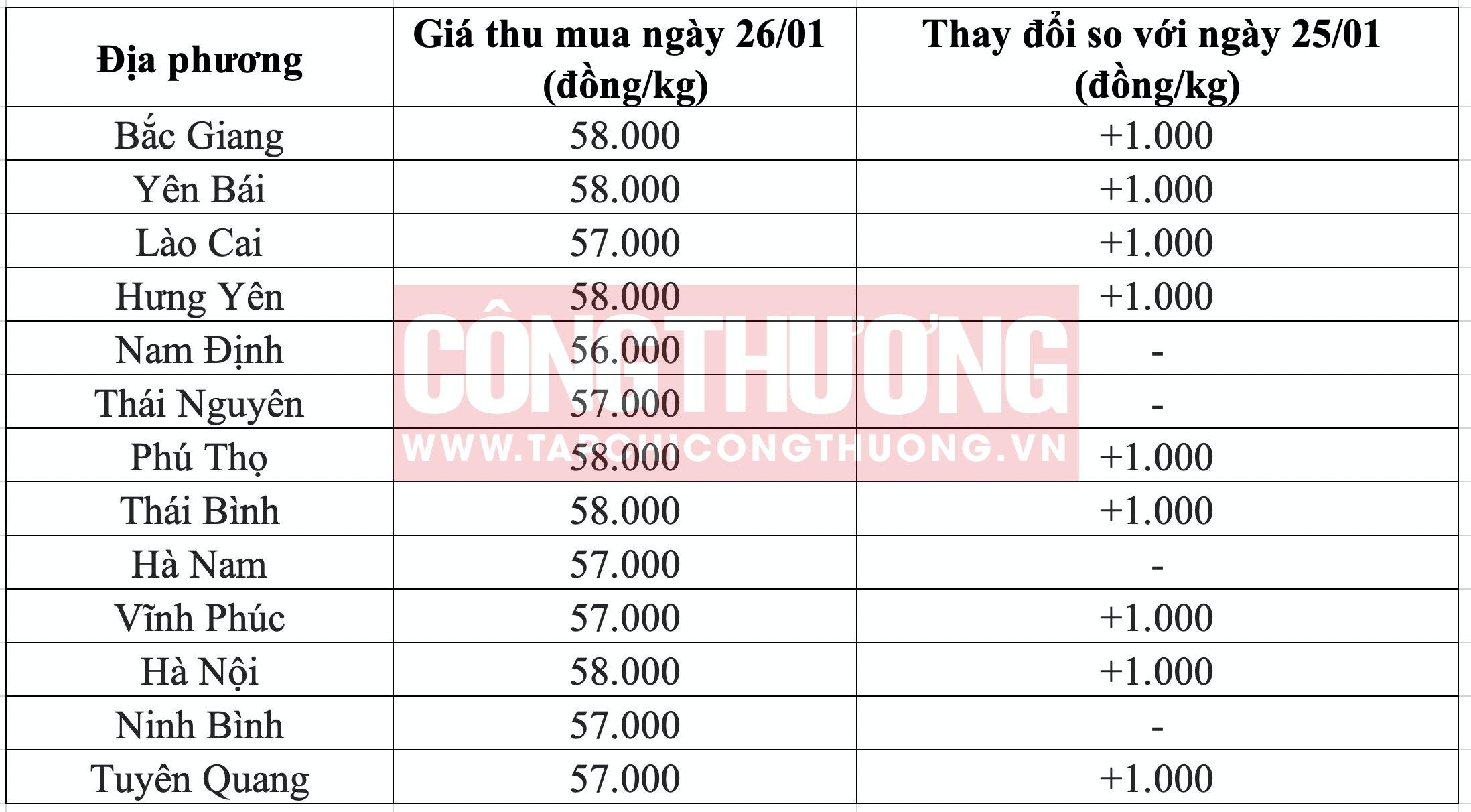 Giá heo hơi hôm nay tại miền Bắc Tạp chí Công Thương