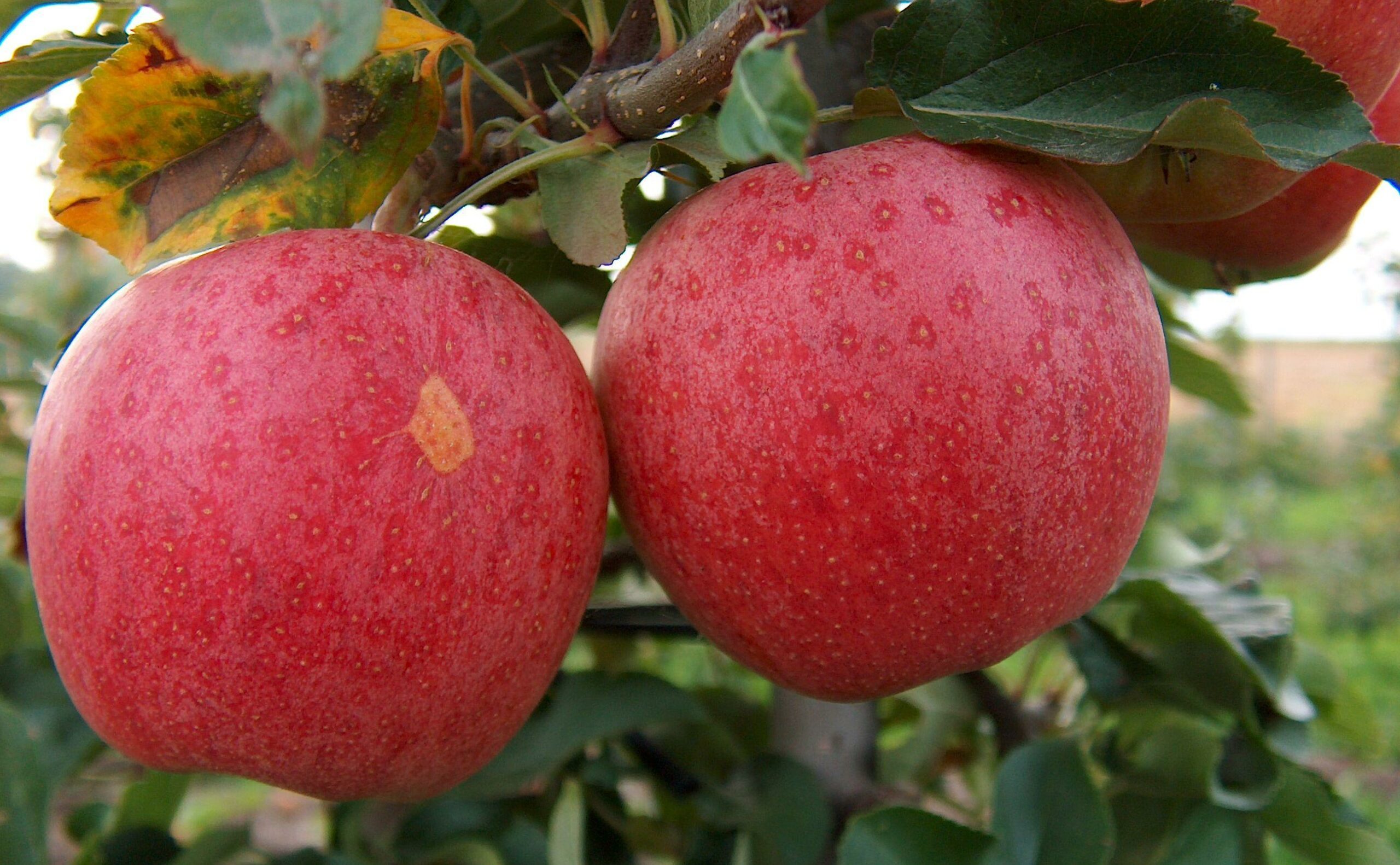 Giá táo Gala Mỹ bao nhiêu ? | Hoa Quả Sạch Fuji Fruit | Hệ thống hoa quả sạch nhập khẩu Fuji