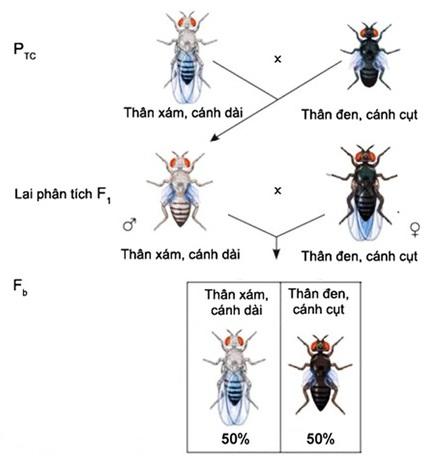 Thí nghiệm của Morgan - liên kết gen và hoán vị gen