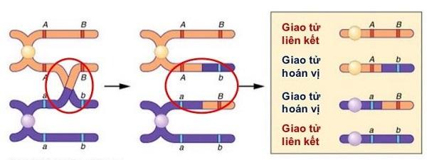 Hoán Vị Gen Là Gì? Ý Nghĩa, Quy Luật Liên Kết Và Bài Tập