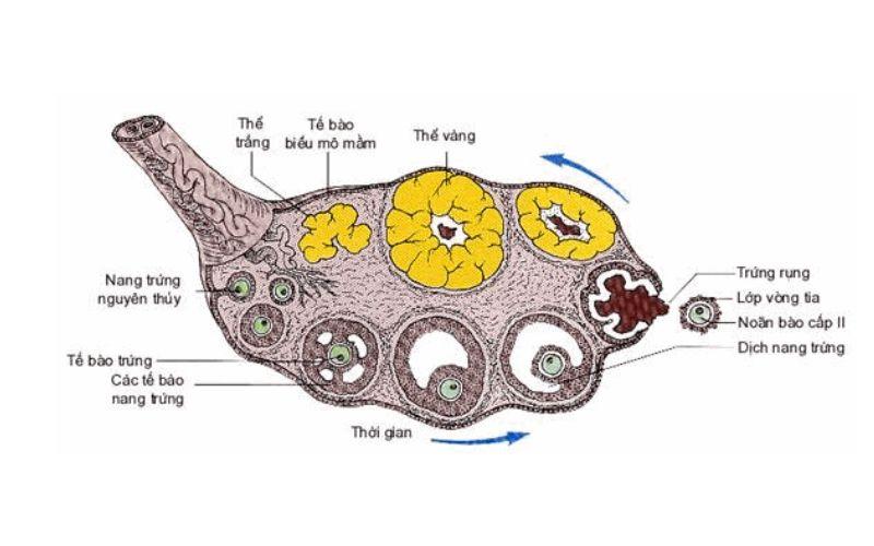 Sự phát triển của trứng