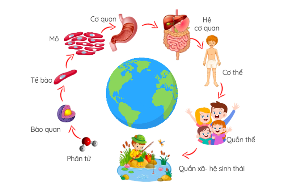 Khái niệm đặc điểm chung của các cấp độ tổ chức sống