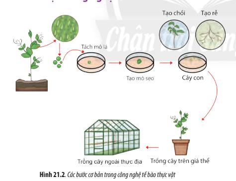 Bài 21: Công nghệ tế bào trang 98, 99, 10, 101, 102, 103 Sinh 10 Chân trời sáng tạo