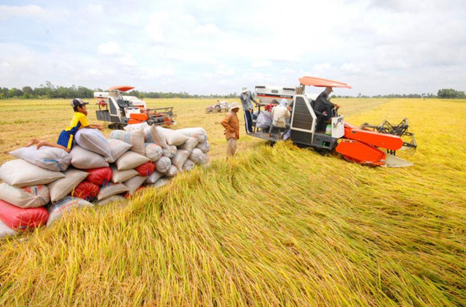 Giá lúa gạo hôm nay 30/12/2023: Duy trì đà ngang. Ảnh minh họa.