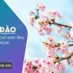 Tải ngay hình nền hoa Đào đẹp, chất lượng 4K!