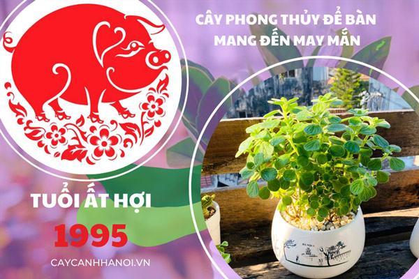 Cây phong thủy tuổi Ất Hợi 1995 phù hợp để bàn làm việc mang đến mày mắn tài lộc